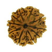 10 mukhi rudraksha