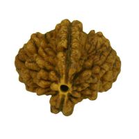 2 Mukhi Rudraksha