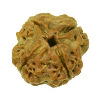 4 mukhi rudraksha