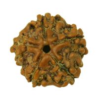 5 mukhi rudraksha