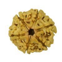 6 mukhi rudraksha