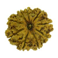 9 mukhi rudraksha