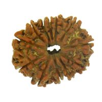 12 mukhi rudraksha