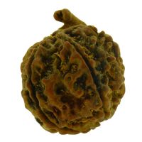 Ganesh Rudraksha