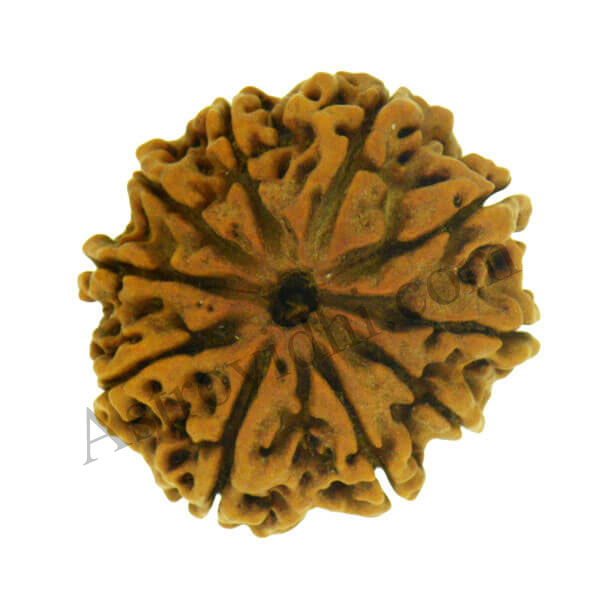 10 mukhi rudraksha