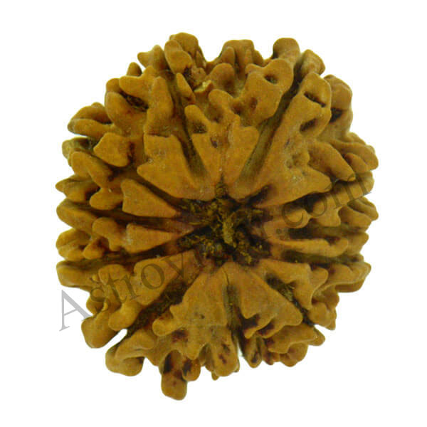 11 mukhi rudraksha