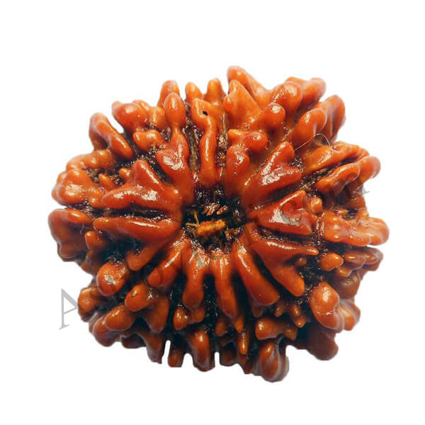 13 mukhi rudraksha