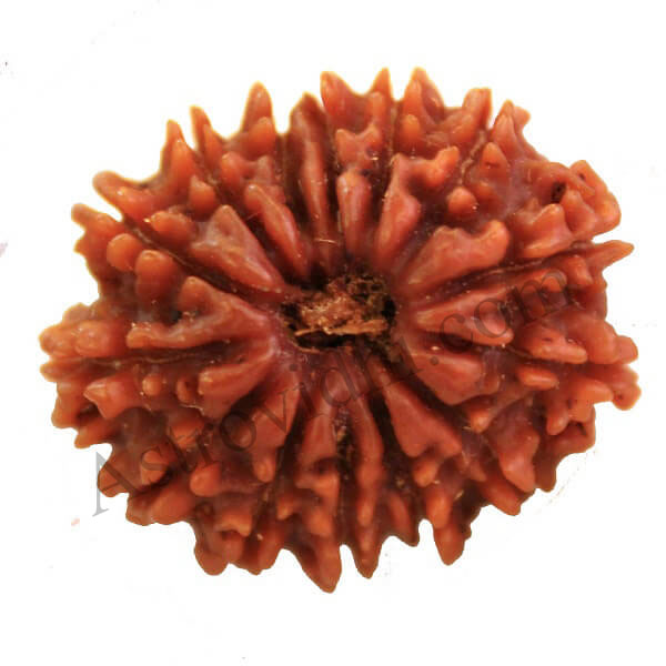 14 mukhi rudraksha