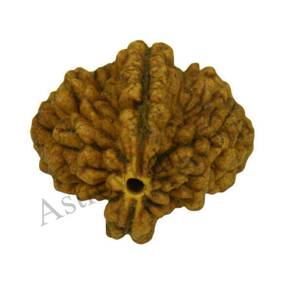 2 Mukhi Rudraksha