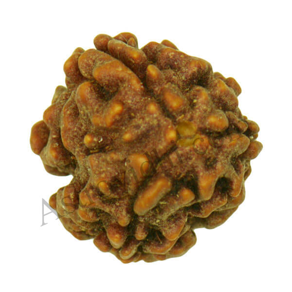 3 mukhi rudraksha