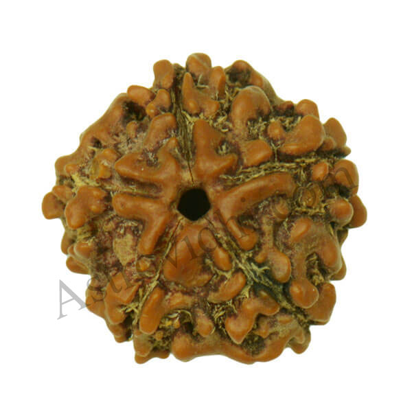 5 mukhi rudraksha