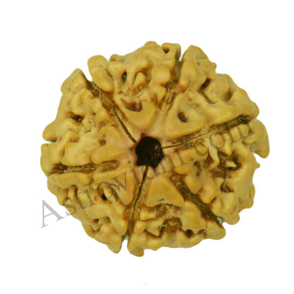 6 mukhi rudraksha