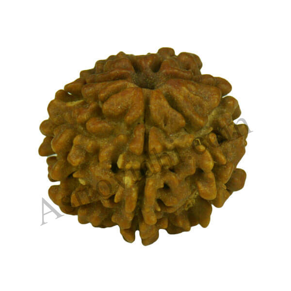7 Mukhi Rudraksha