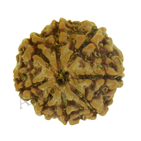 8 mukhi rudraksha
