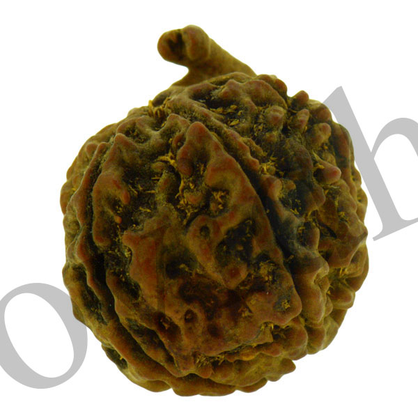 Ganesh Rudraksha