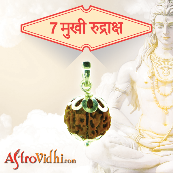 7 Mukhi Rudraksha 