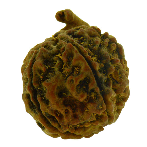 ganesha-rudraksha